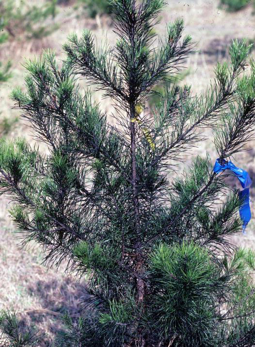 Black sooty mold on the upper half of a Christmas tree.